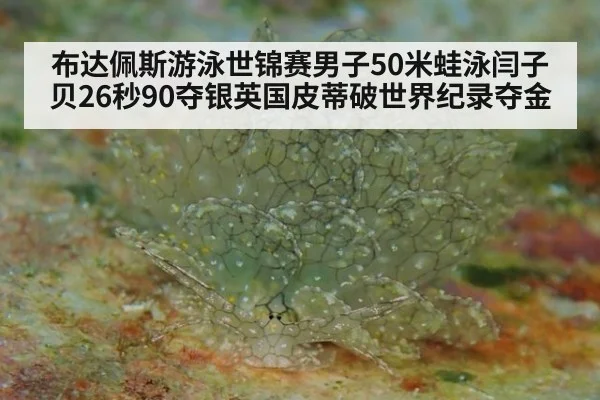布达佩斯游泳世锦赛男子50米蛙泳闫子贝26秒90夺银英国皮蒂破世界纪录夺金