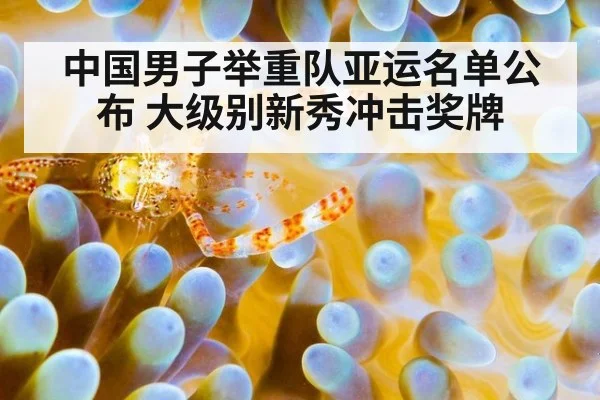 中国男子举重队亚运名单公布 大级别新秀冲击奖牌